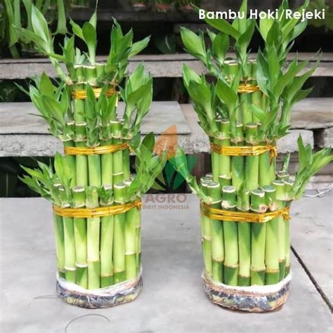 Jual Tanaman Hias Bambu Cina Hoki Tingkat 3 Indonesia|Shopee Indonesia