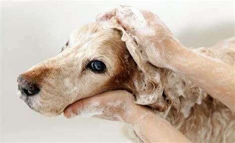 Top 5 Best Oatmeal Shampoos for Dogs - Pet Search