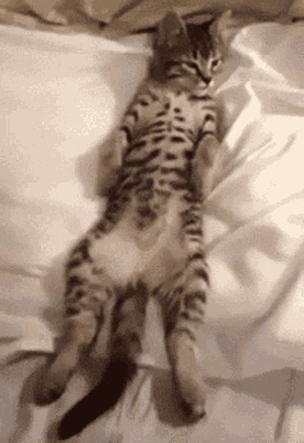 Cute Cat GIF - Cute Cat Sleep - Discover & Share GIFs