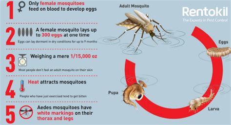 Complete guide for mosquito control in Singapore