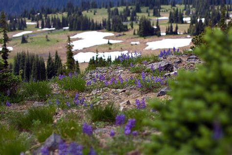 Mount Rainier Wildflowers Photograph by Bob Noble - Fine Art America