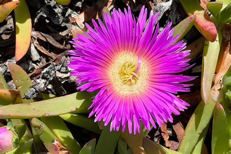 Iceplant Flower | Photo of the Day | Noozhawk