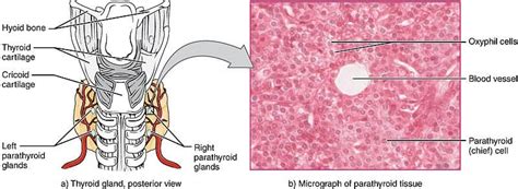 Parathyroid Glands - Structure - Function - TeachMePhysiology