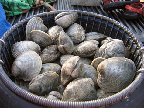 Quahog Week Kicks Off in Rhode Island - Rhode Island Monthly