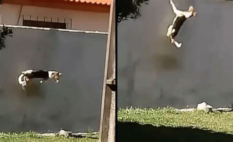 Dog climbing wall many times higher than him in 7th attempt