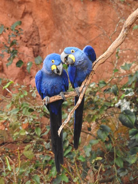 Pantanal Lands of Macaws and Other Charms - Manakin Nature Tours