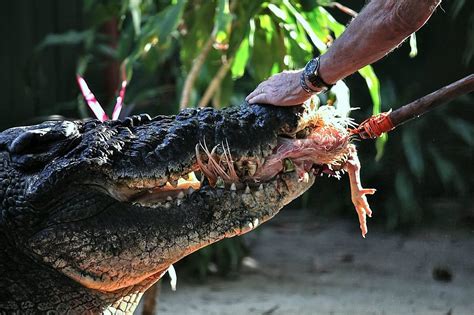 Cassius, World's Largest Crocodile In Captivity Celebrates 110th ...