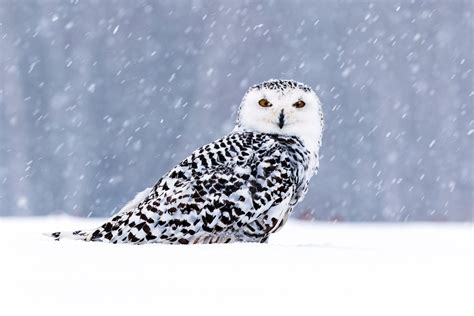 Winter Owl Wallpapers - Top Free Winter Owl Backgrounds - WallpaperAccess