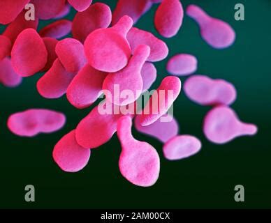 Mycoplasma genitalium bacteria, illustration. It is a sexually transmitted organism that causes ...