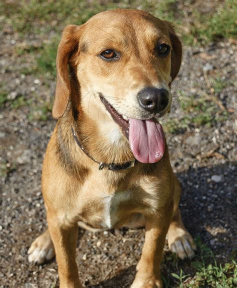 2014 Most Popular Female Dog Names - ABC7 San Francisco