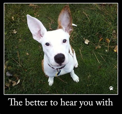 It's the better to hear you with big ears! | Funny dog photos, Funny dog captions, Funny dog ...