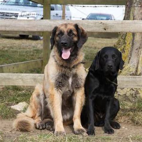 Leonberger Guide | Exercise Needs | Stories & Tips | BorrowMyDoggy