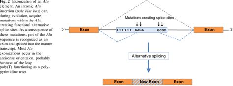 Exonization of an Alu element. An intronic Alu insertion (pale blue... | Download Scientific Diagram