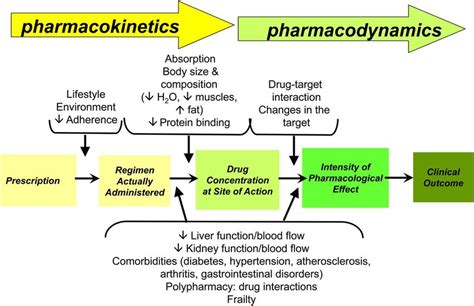 Pharmacokinetics Chart