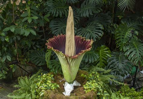 Stop and smell the “rotting flesh” as rare corpse flower blooms in Grand Rapids | Michigan Radio