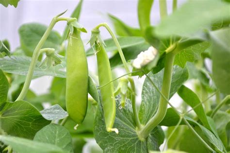 Beginner's tip: Harvest snow peas often – Sara's Kitchen Garden