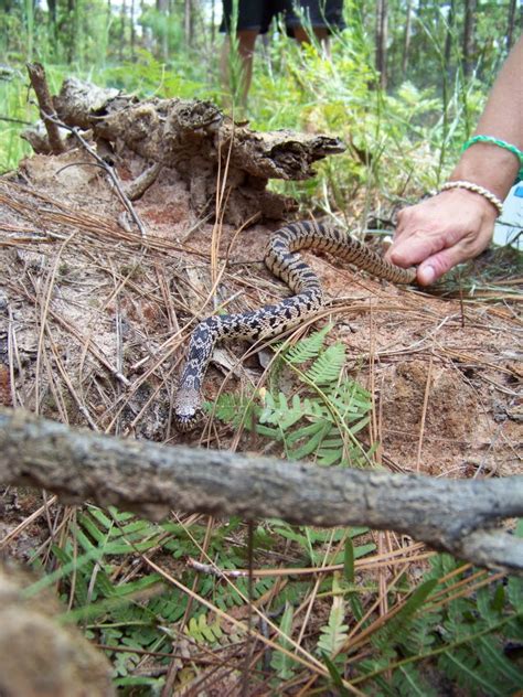 Woodland Park Zoo Blog: Hatchling snakes return to wild in Louisiana