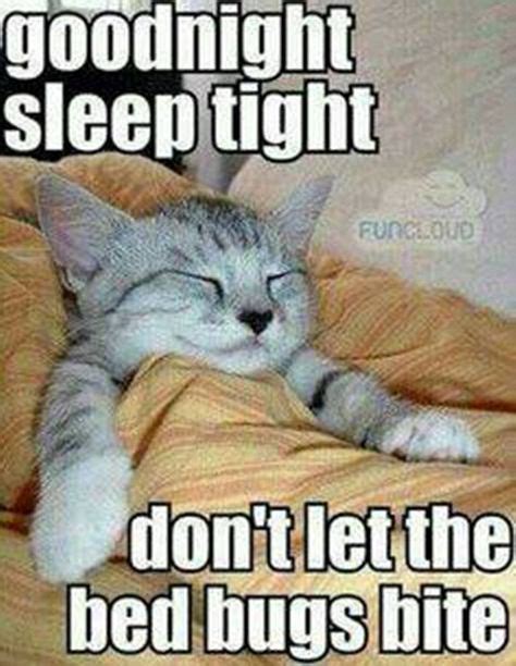 Goodnight | Cute funny animals, Funny cat pictures, Funny cat memes