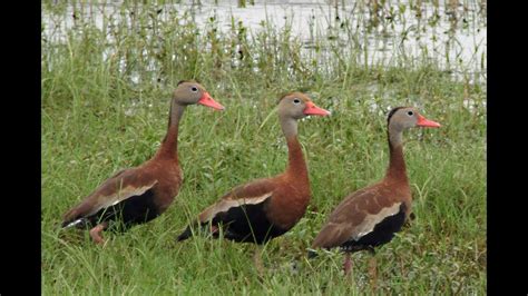 Commonly Encountered Ducks of Florida - YouTube