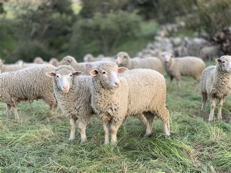 Best Sheep Breeds for the Farm: The Ultimate Guide — J&R Pierce Family ...