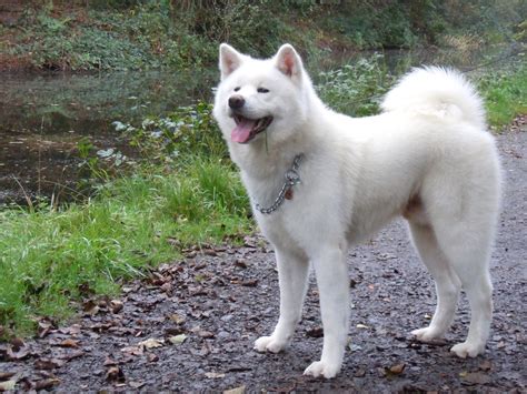 Japanese Akita Inu Info, Temperament, Puppies, Pictures