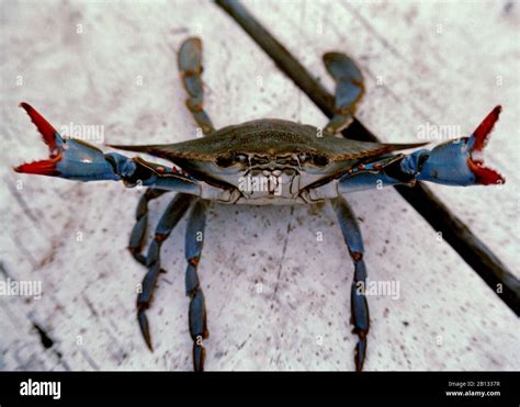 Texas blue crab with red claws open Stock Photo - Alamy