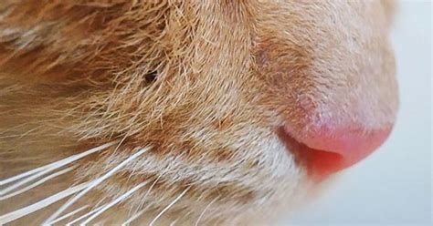 Why Do Cats Have Wet Noses? | ZooAwesome