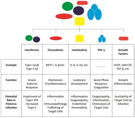 Viruses | Free Full-Text | The Role of Cytokines and Chemokines in Filovirus Infection