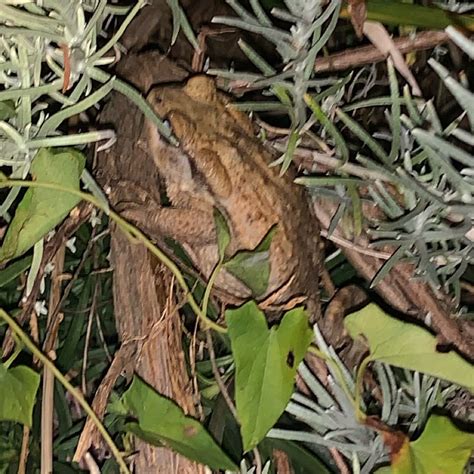 Photo - Common Toad - Bufo bufo - Observation.org