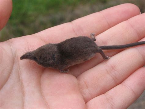 Shrew - Eurasian Pygmy Shrew Information for Kids