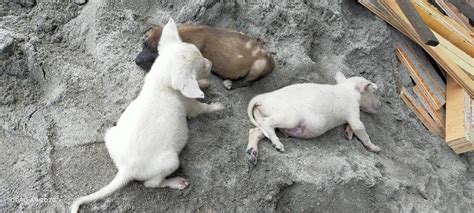 3 Stray Puppies for Rescue – Stray Dogs and Cats Philippines