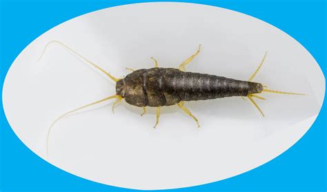 Common Silverfish (Lepisma saccharina)