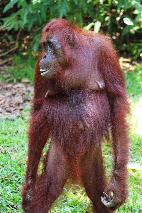 Adult Female Orangutan stock image. Image of simian, indonesia - 9630507