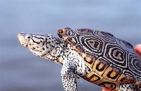 Diamondback terrapins | Marine Biology