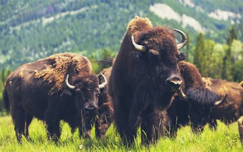 Bison vs. Beef: Which Red Meat is Better?