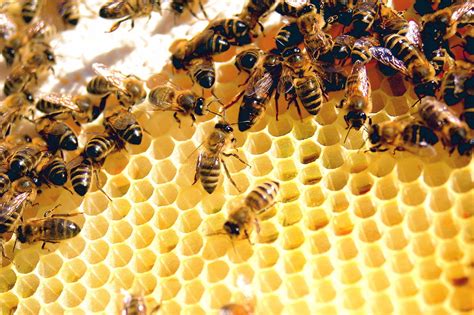 Worker bee - Wikipedia