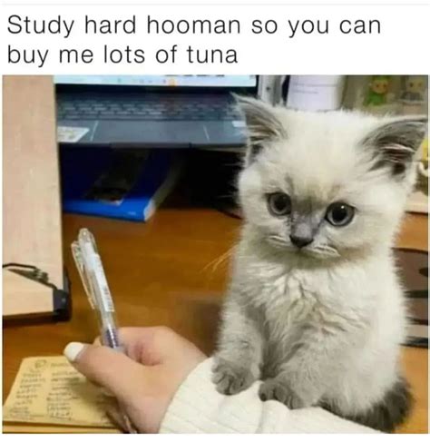 Hooman - Meme by 38MoMo38 :) Memedroid