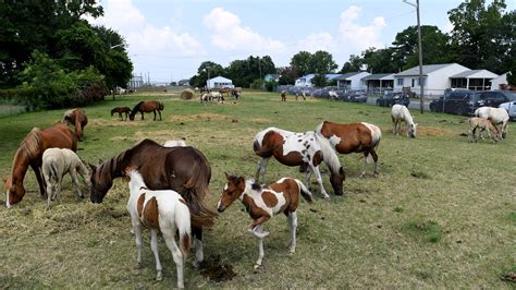 Chincoteague Pony Auction 2024 Results - Flss Orsola