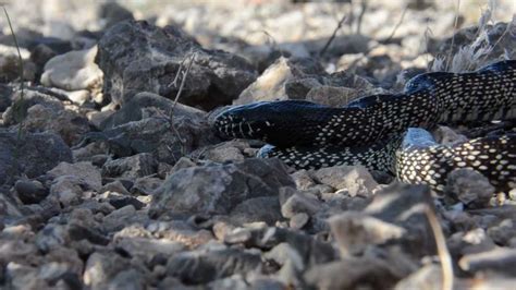 Kingsnake Eating Rattlesnake