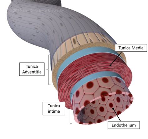 Vascular tunics – Veterinary Histology