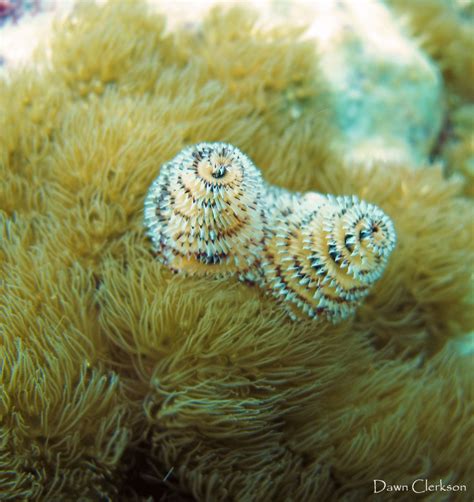 Christmas Tree Worms in Soft Coral | Soft corals, Teddy, Worms