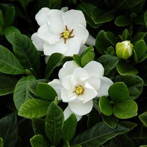 Dwarf Gardenia Plant