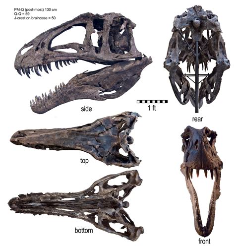 Acrocanthosaurus: High-Spined Dino of the Early Cretaceous