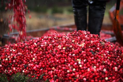 Cranberry Harvesting stock photo. Image of containers - 47576884