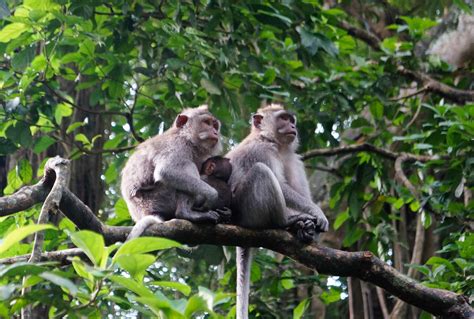 Paket Tour Bali: Monkey Forest