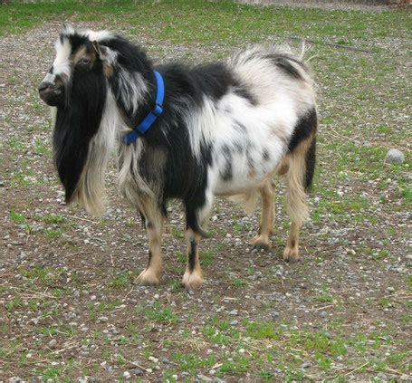 Mini Alpine Dairy Goats - Wasilla Lights Farm