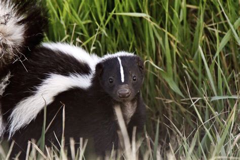 Skunks Removal & Trapping in Virginia - Skunks Digging Under