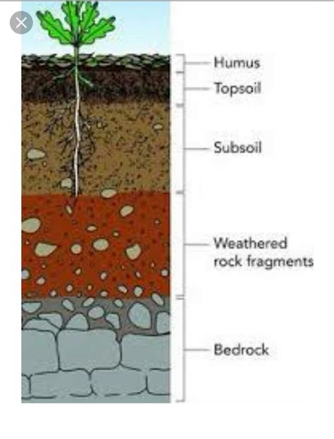 draw a cross section of soil and label the various layers only diagram - Brainly.in