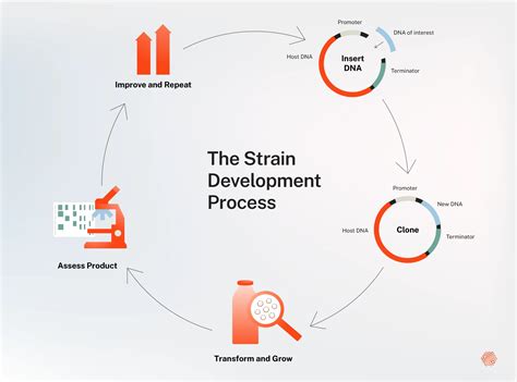 Precision Fermentation Perfected: Strain Engineering