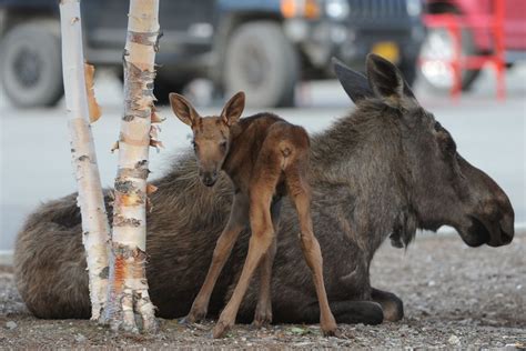 A cow moose follows her newborn calf on Tuesday, May 31, 2016, in the Lowe's parking lot at the ...